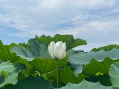 -池杉湖湿地公园