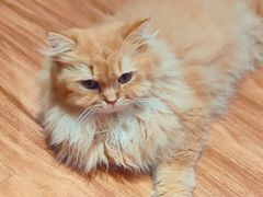 -MOCHA明星猫咖(田子坊店)