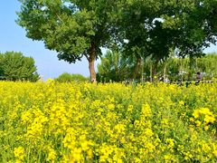 -长白岛森林公园