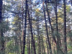 -帽儿山国家森林公园