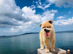 -悦海公园
