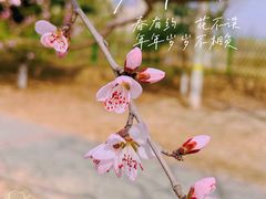 -永定河休闲森林公园