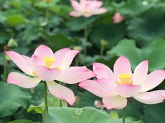 -武汉紫薇都市田园