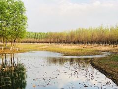 -东郊湿地公园