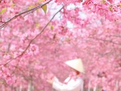 -天适樱花悠乐园
