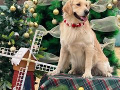-趣玩宠物乐园寄养训犬训狗游泳池