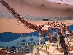 -陕西自然博物馆