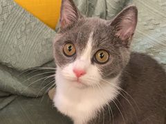 -东方名猫馆·英短金渐层布偶猫舍(环线广场1号楼店)