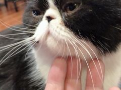 -猫小院猫主题咖啡厅(北锣店)
