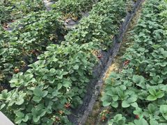 -胜丰草莓采摘园