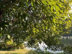 -海珠湖公园