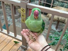 -南宫五洲植物乐园