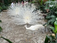 -广州长隆野生动物世界
