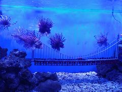 -太平洋海底世界