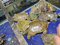 -盒马鲜生(莱蒙都会店)