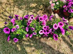 -双季花艺园艺市场(浦东店)