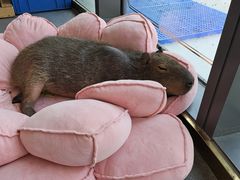 -FAIRYLAND龙族星球主题餐厅(凯丹广场店)