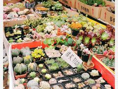 -曲阳花鸟市场(曲阳路店)