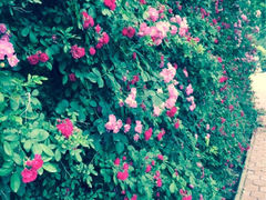 iphone_upload_pic-北戴河集发农业梦想王国