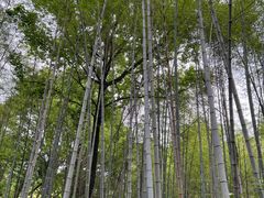 -青龙山国家森林公园