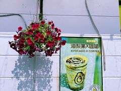 -油梨树AVOCADO TREE(顺义新国展店)
