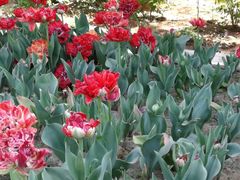 -洛阳郁金香牡丹园