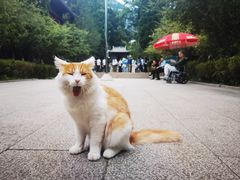 -青岛崂山太清宫
