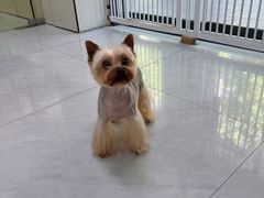 -八公叔叔宠物美容连锁(春申店)