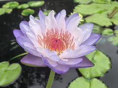 -上海辰山植物园