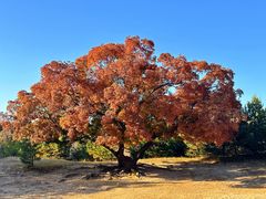 -五角枫生态旅游景区