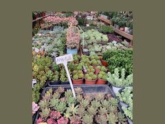 -三圣花乡旅游区