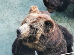 -深圳野生动物园
