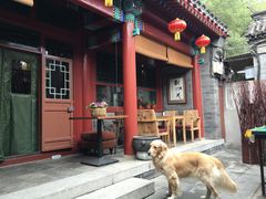 -百好乐宠物友好餐厅(朝外大街店)