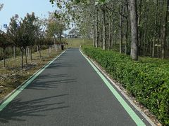 -合肥滨湖国家森林公园