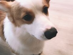 -浣熊柯尔鸭土拨鼠·电玩咖