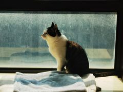 -宠颐生宠物医院·心肾内科·猫专科诊疗中心宠巢店