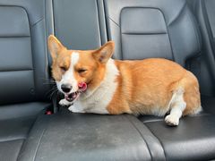 -宠福鑫康馨动物医院·骨科·眼科