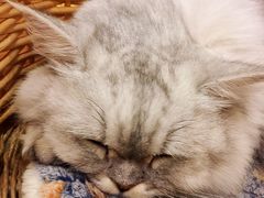 -猫友咖啡店(玉林西路店)
