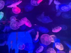 -合肥海洋世界