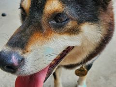 -柴犬高等学院·狗咖·柴犬售卖·宠物训练