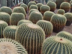 -南山植物园