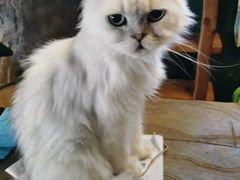 -猫猫幼稚园·撸猫·桌游·电玩