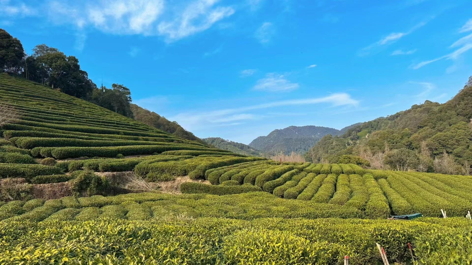 龙井茶：浙江绿茶的瑰宝