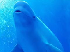 -多彩贵州城极地海洋世界