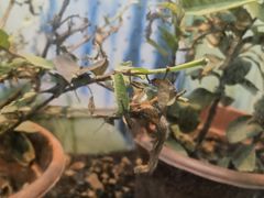 -上海大自然野生昆虫馆