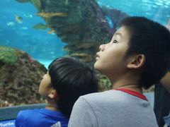 -瑞普利水族馆