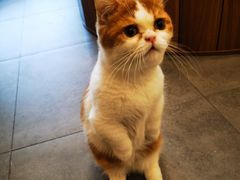 -飞行喵MR PILOT|猫舍·猫咖(静安大融城店)