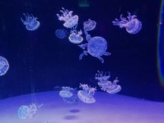 -左海海底世界