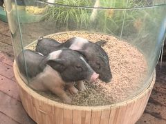 -正佳雨林生态植物园
