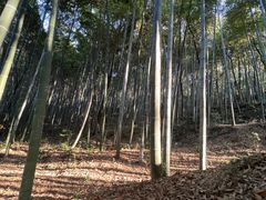 -上海佘山国家森林公园天马山园